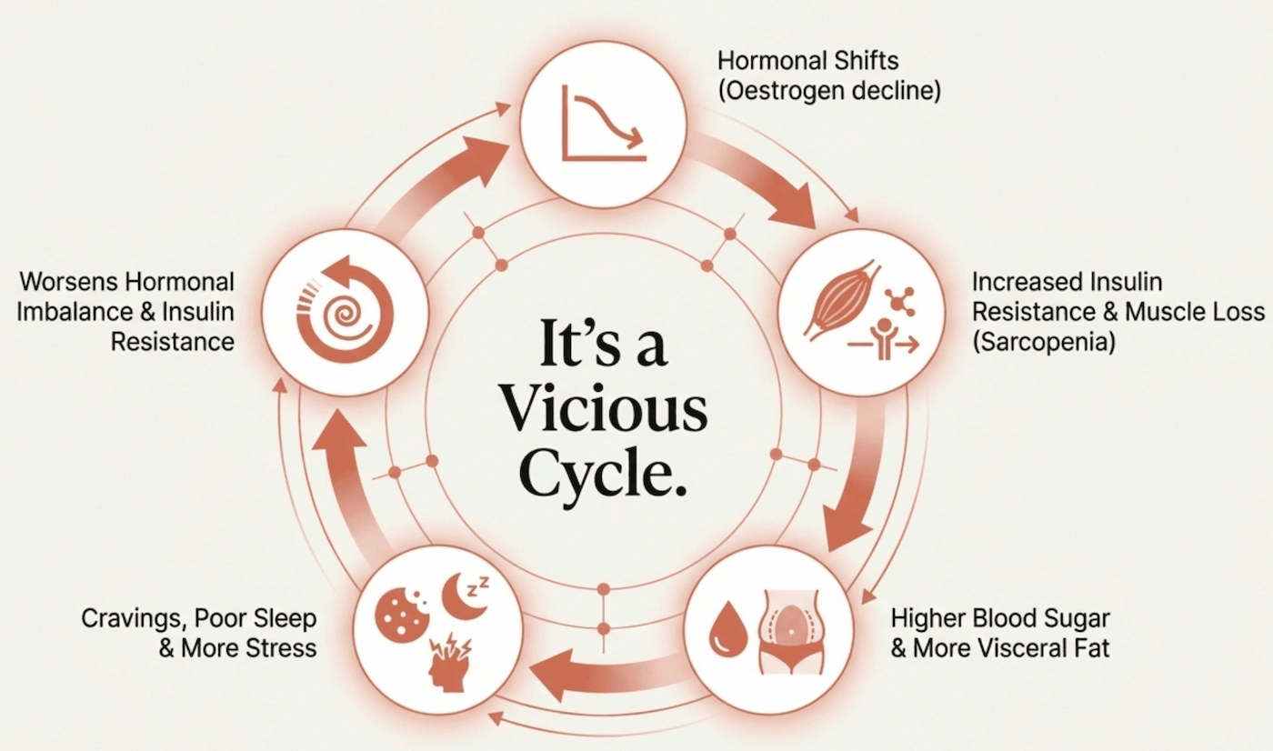 A circular diagram showing the vicious cycle of perimenopause: oestrogen decline leads to insulin resistance and muscle loss, which drives higher blood sugar and visceral fat, then cravings, poor sleep and stress, which worsens hormonal imbalance and starts the cycle again.