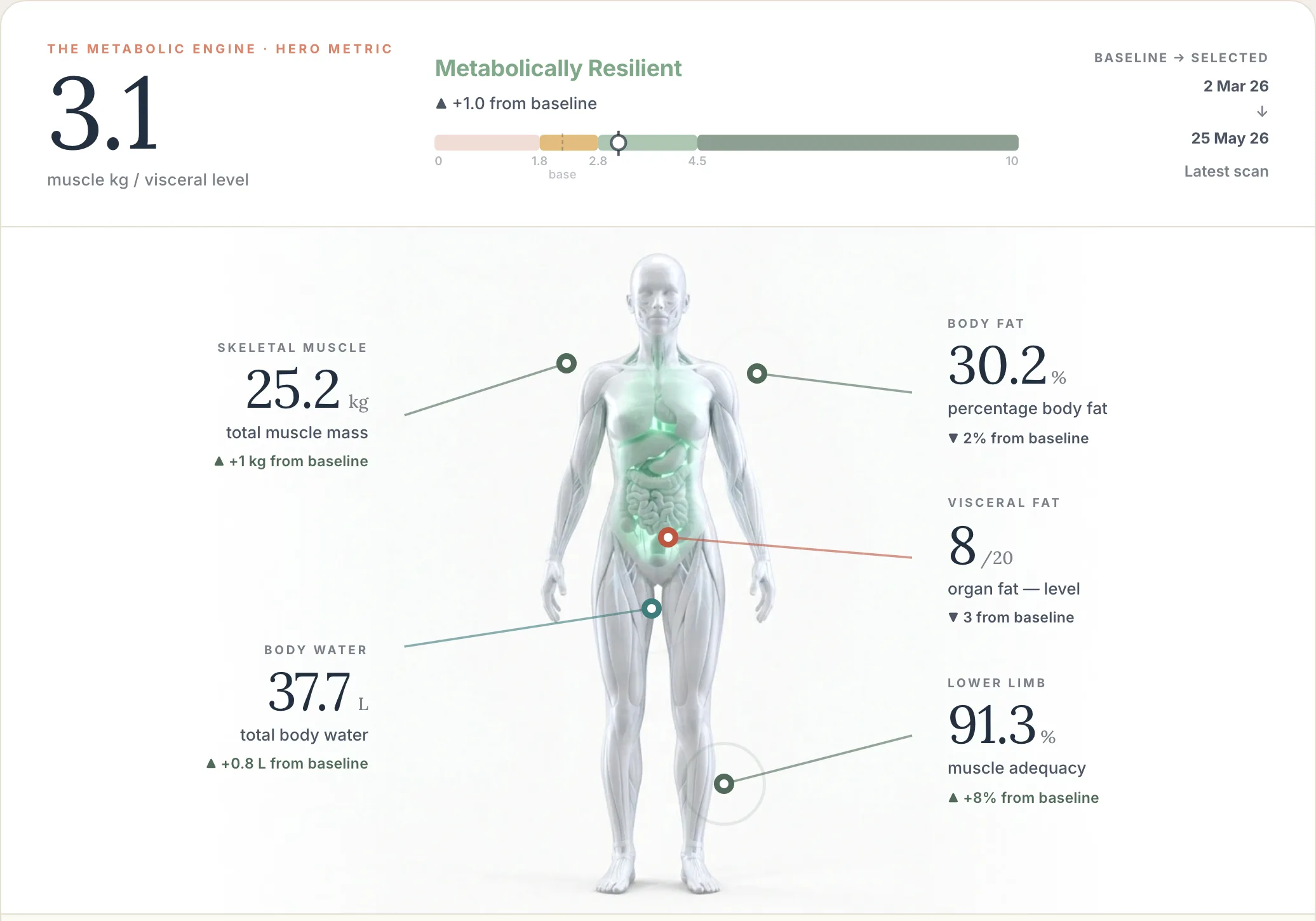 Sample body composition report: metabolic engine score with an interactive figure showing skeletal muscle, body fat, visceral fat, body water and lower limb metrics